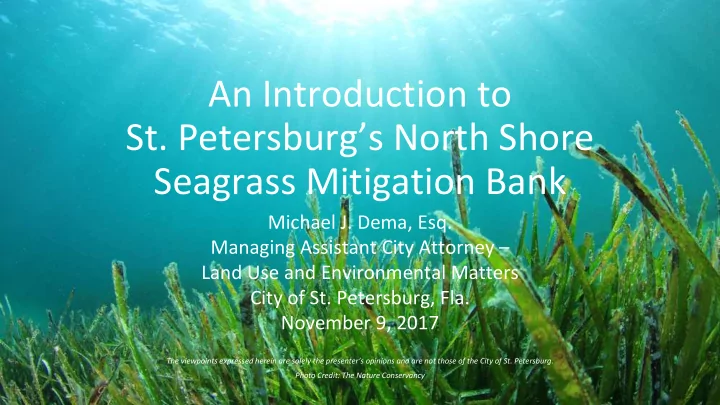 an introduction to st petersburg s north shore seagrass