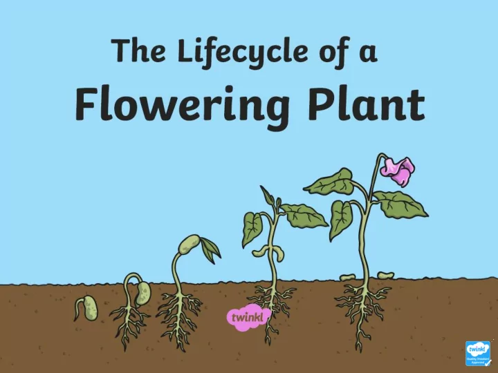 plant