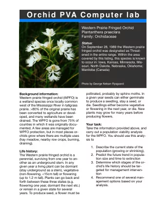 Orchid PVA Computer lab  Western Prairie Fringed Orchid  Plantanthera praeclara  Family:
