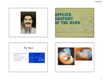 The Hand   The effector organ of the  upper limb   The sensory receptor   The hand and