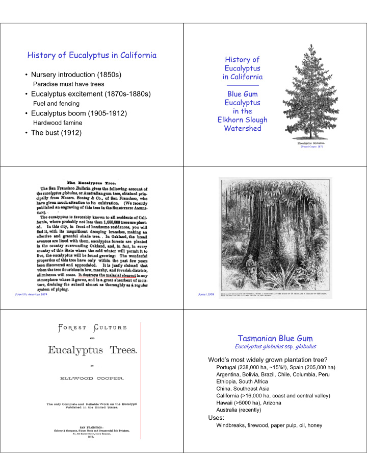 history of eucalyptus in california