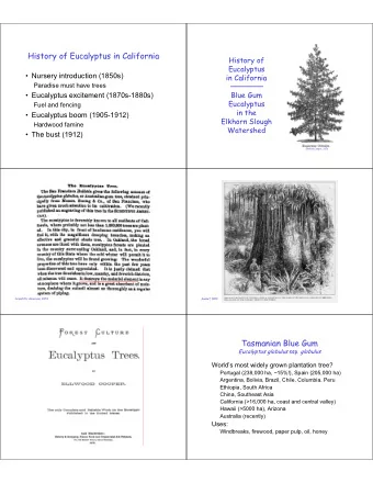 History of Eucalyptus in California  History of  Eucalyptus   Nursery introduction (1850s)  in