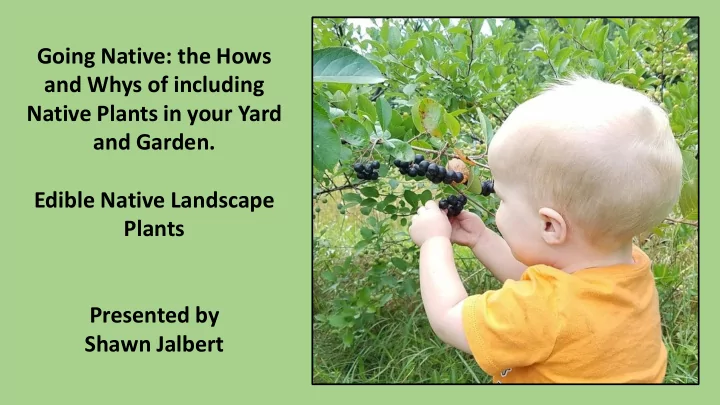 native plants in your yard