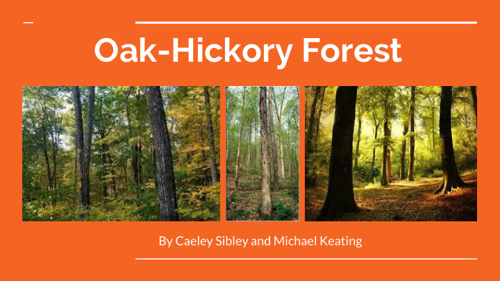 oak hickory forest