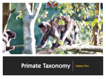 Macaques  Capuchin monkeys  Lemurs  Lorises  Bush babies  Pointed muzzles with wet noses and