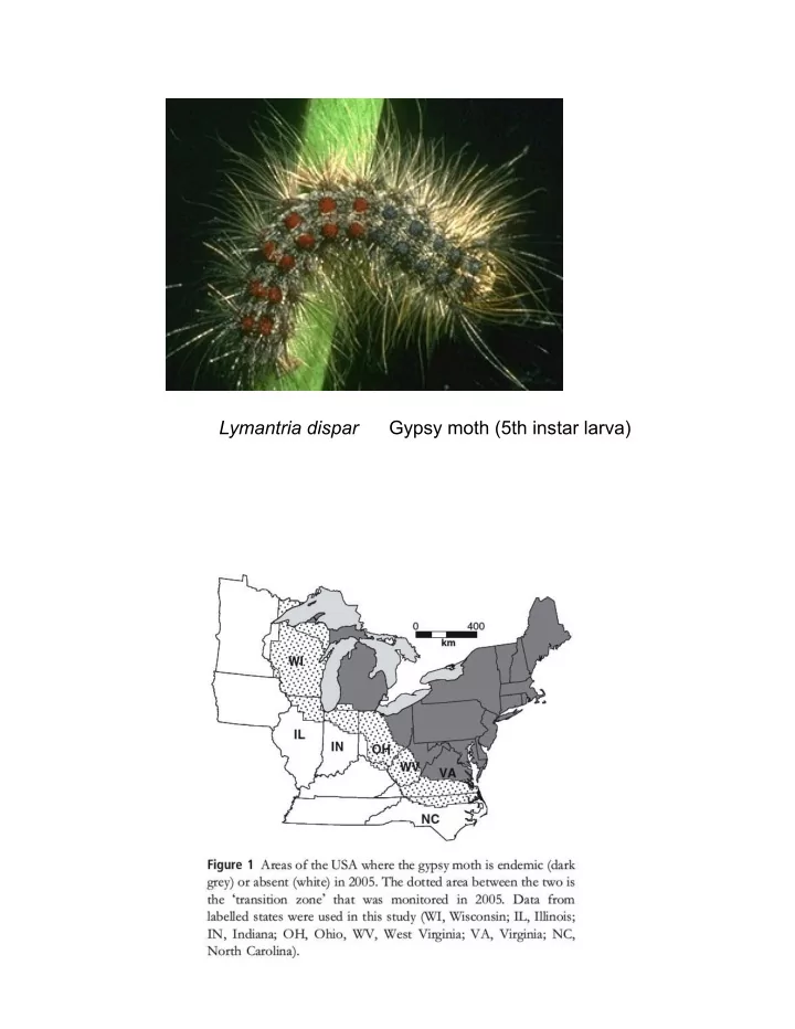 lymantria dispar gypsy moth 5th instar larva