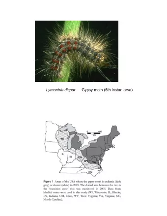 Lymantria dispar Gypsy moth (5th instar larva)