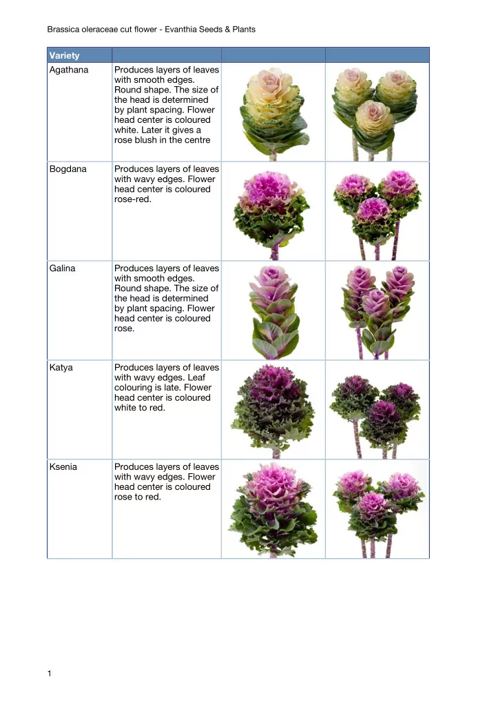 variety agathana produces layers of leaves with smooth