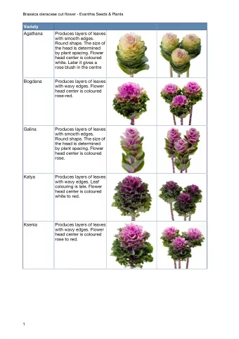 Variety  Agathana  Produces layers of leaves  with smooth edges.  Round shape. The size of  the