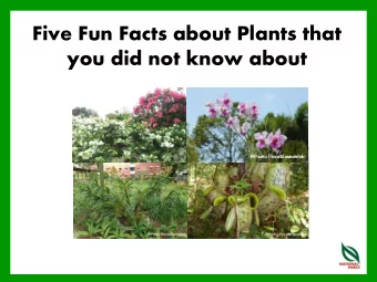 Five Fun Facts about Plants that  you did not know about  1. The Bougainvillea is not a Shrub...