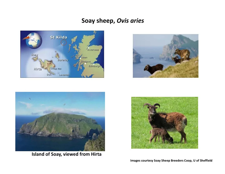 soay sheep ovis aries