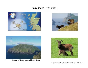 Soay sheep, Ovis aries Island of Soay, viewed from Hirta Images courtesy Soay Sheep Breeders Coop,