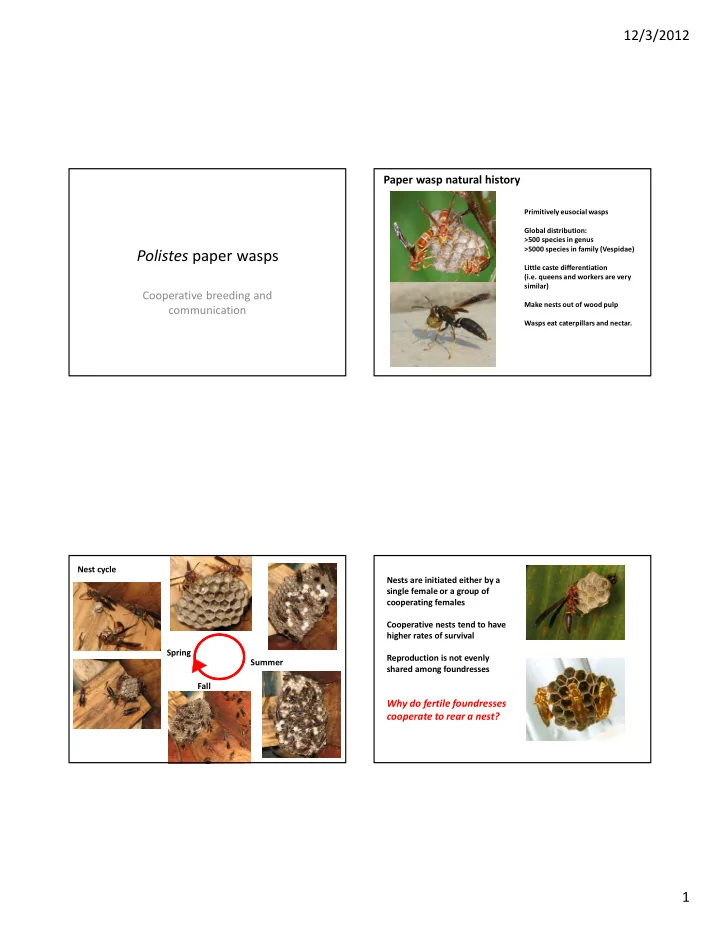 polistes paper wasps