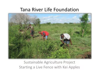 Tana River Life Foundation  Sustainable Agriculture Project  Starting a Live Fence with Kei Apples