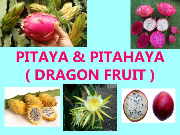 pitaya amp pitahaya dragon fruit