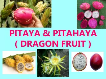 PITAYA &amp; PITAHAYA  ( DRAGON FRUIT ) THE LEGEND OF THE DRAGON  FRUIT  (The sensation surrounding