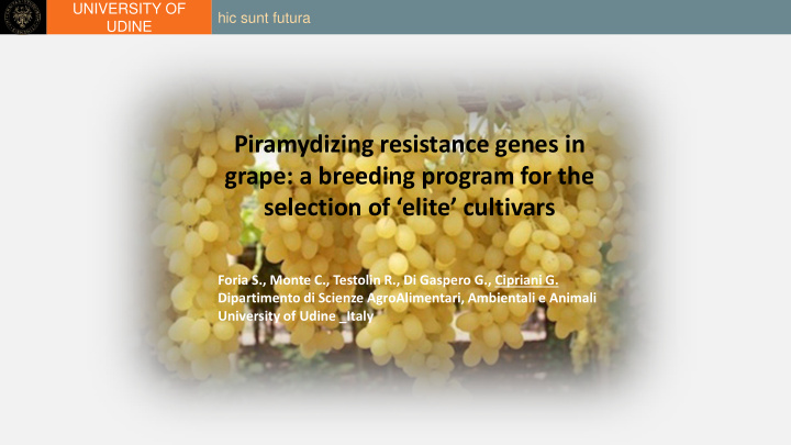 piramydizing resistance genes in