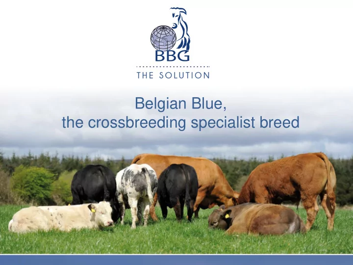 belgian blue