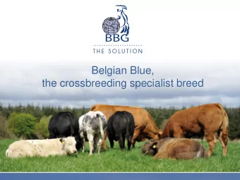 Belgian Blue,  the crossbreeding specialist breed  CONTENTS  BB: the best conformation within beef