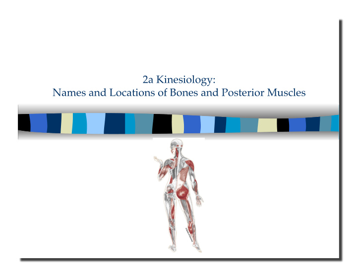 2a kinesiology names and locations of bones and posterior