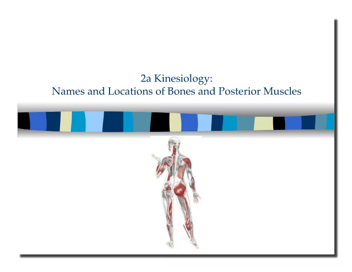 2a kinesiology names and locations of bones and posterior
