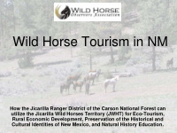 wild horse tourism in nm wild horse tourism in nm