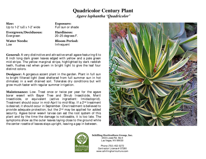 quadricolor century plant