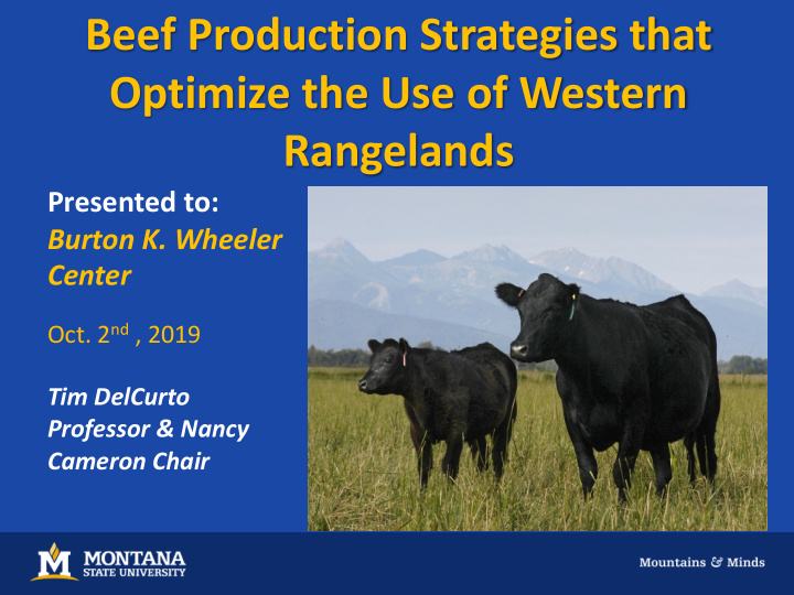 beef production strategies that optimize the use of