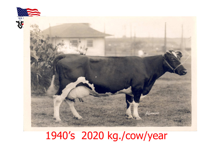 1940 s 2020 kg cow year 1953
