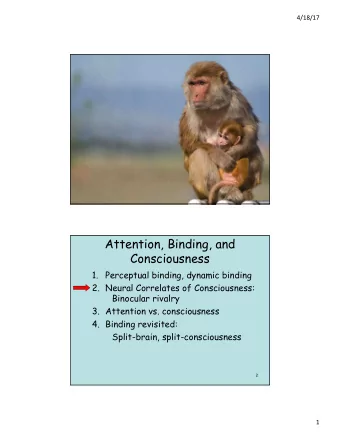 Attention, Binding, and  Consciousness  1.  Perceptual binding, dynamic binding  2. Neural