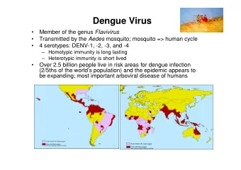 Dengue Virus   Member of the genus Flavivirus   Transmitted by the Aedes mosquito; mosquito