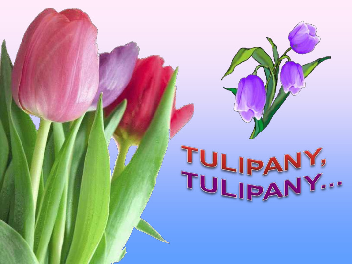 tulipa gesneriana tulipan ogrodowy tulipa clusiana