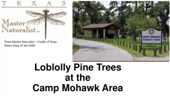 Loblolly Pine Trees  at the  Camp Mohawk Area  In  Intern Fie  Field  ld Proje  ojects  ts:  Obje