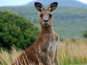 Yorta Yorta Country  Playa Viva, Juluchuca  Tree House by Kimshasa Baldwin, Deture Culsign