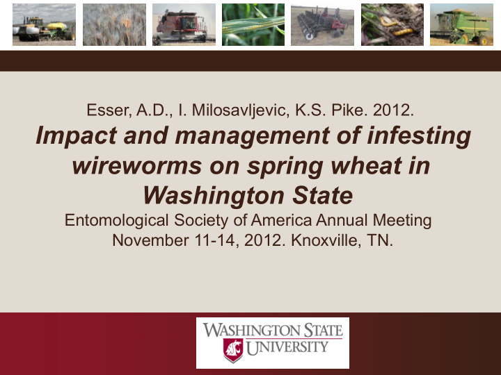 impact and management of infesting wireworms on spring