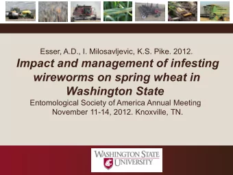 Impact and management of infesting  wireworms on spring wheat in  Washington State  Entomological