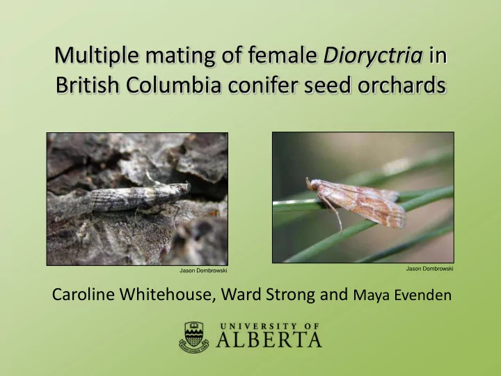 multiple mating of female dioryctria in