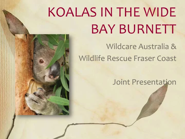 koalas in the wide