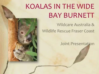 KOALAS IN THE WIDE  BAY BURNETT  Wildcare Australia &amp;  Wildlife Rescue Fraser Coast  Joint