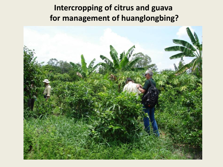 intercropping of citrus and guava for management of