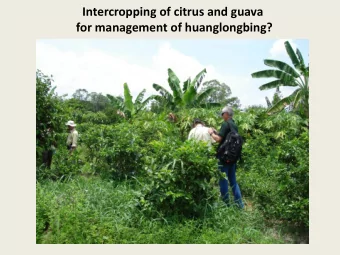 Intercropping of citrus and guava for management of huanglongbing? A meeting was held during