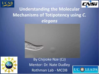 Understanding the Molecular Mechanisms of Totipotency using C.  elegans  By Chijioke Nze (CJ)