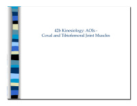 42b kinesiology aois coxal and tibiofemoral joint muscles