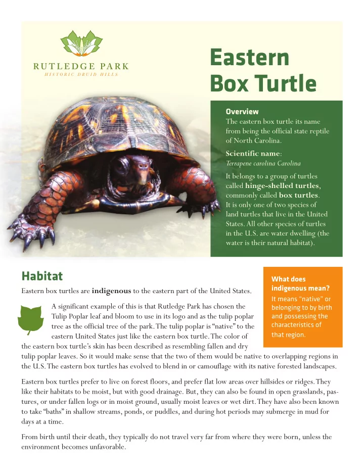 eastern box turtle