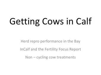 Getting Cows in Calf  Herd repro performance in the Bay  InCalf and the Fertility Focus Report Non