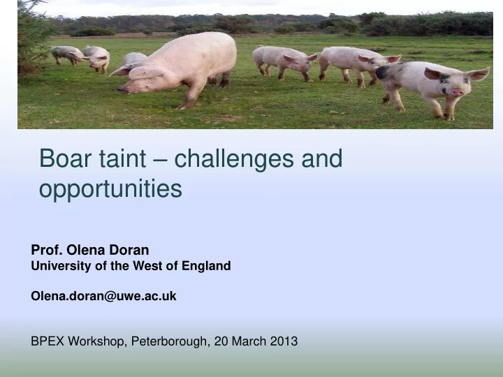 boar taint challenges and