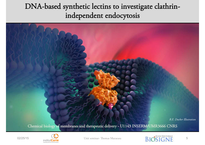 dna based synthetic dna based synthetic lectins lectins