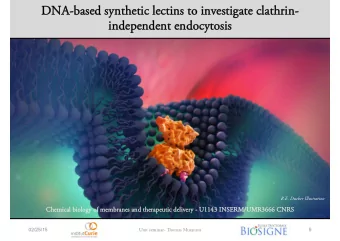 DNA-based synthetic  DNA-based synthetic lectins  lectins to inv  to investigate  estigate clathrin