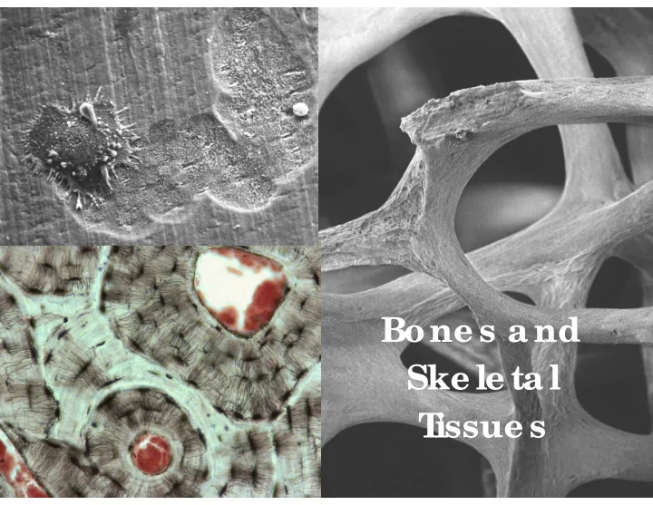 bone s a nd ske le ta l t issue s the skeleton