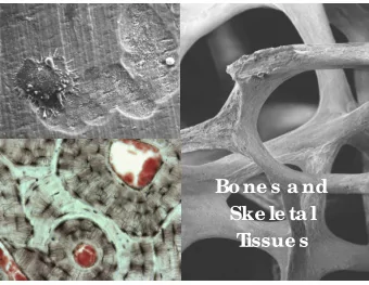 Bone s a nd  Ske le ta l  T  issue s  The Skeleton  What are the components of the skeletal